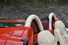 Gallery thumbnail 29