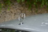 Gallery thumbnail 22