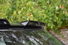 Gallery thumbnail 27